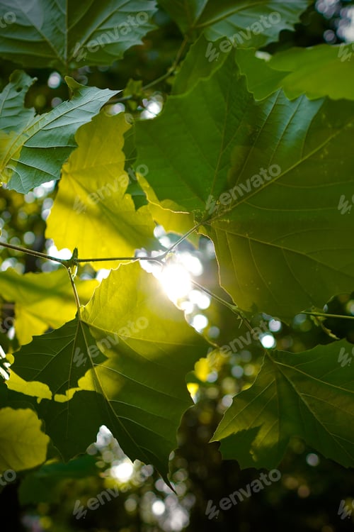 Preview: Vertical shot of the sun shining through green leaves on a branch