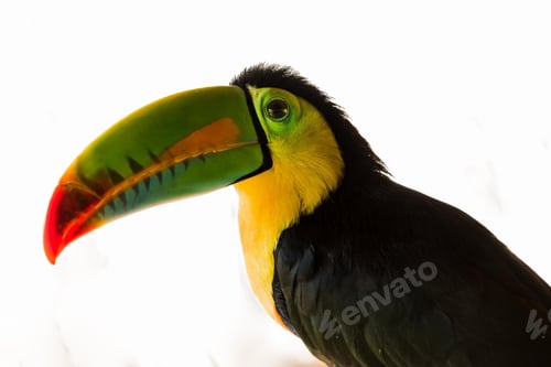 Preview: toucan, bird, colours, tropics