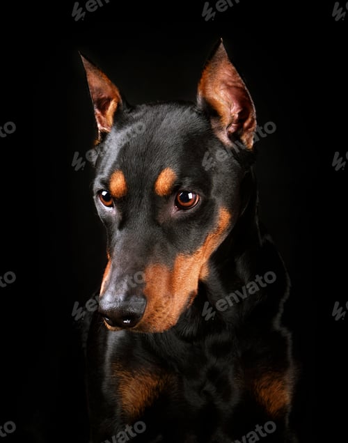Preview: German Pinscher dog