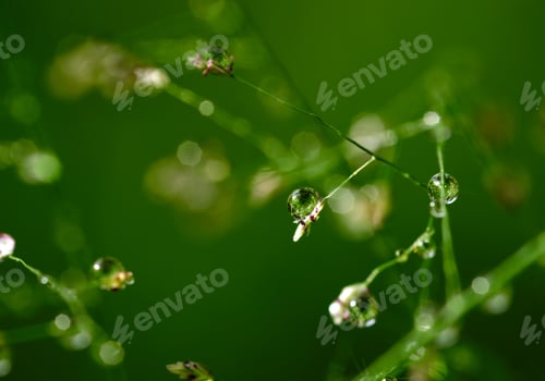 Preview: Close-up view of the dew drops on a grass