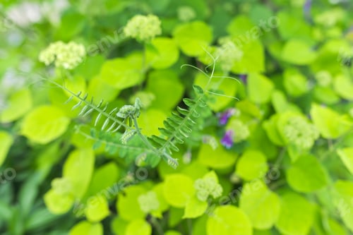 Preview: Floral green background, texture, bush with buds of hydrangea flowers