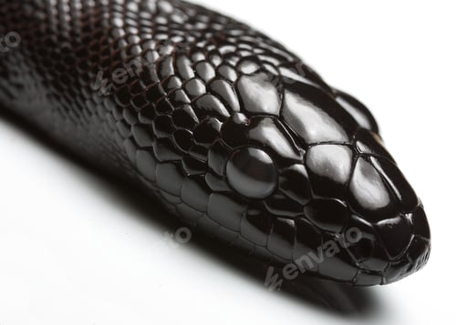 Preview: black headed python