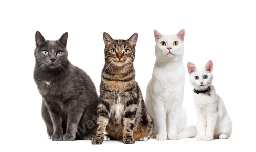 Preview: Group of crossbred domestic cats, adult, sitting in a row, pets.