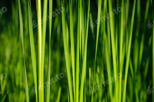Preview: Spring fresh grass and sunshine. Plants for the background. Photo for design as background.