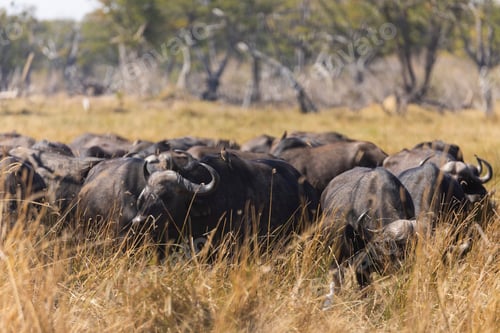 Preview: A herd of water buffalo, Bubalus bubalis in long grass on marshland