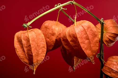 Preview: Physalis on a red background