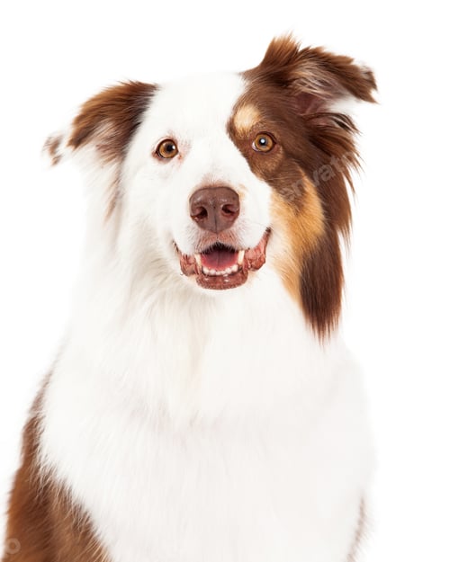 Preview: Head Shot of Beautiful Border Collie