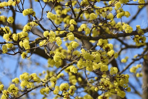Preview: Norway maple in bloom