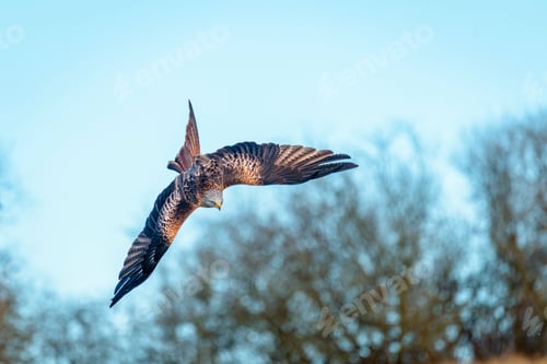 Preview: Majestic hawk soaring with its wings wide opened on background of the clear blue sky