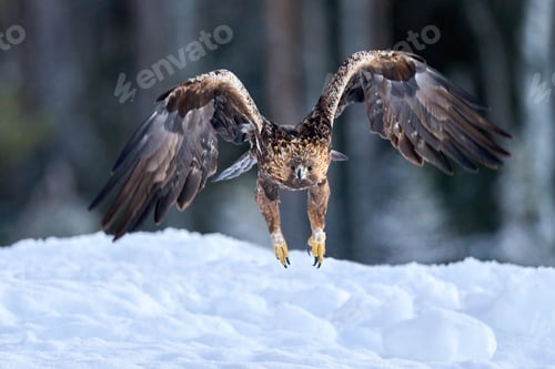 Preview: Golden eagle (Aquila chrysaetos)