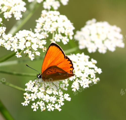 Preview: Orange butterfly sitting on white flower