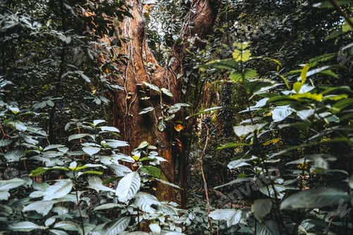Preview: Tropical forest vegetation and vines