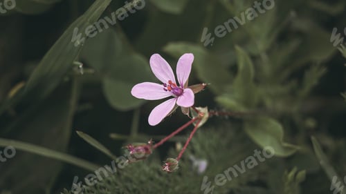 Preview: Hemlock crane (Erodium cicutarium) flower surrounded by lush green foliage and grass