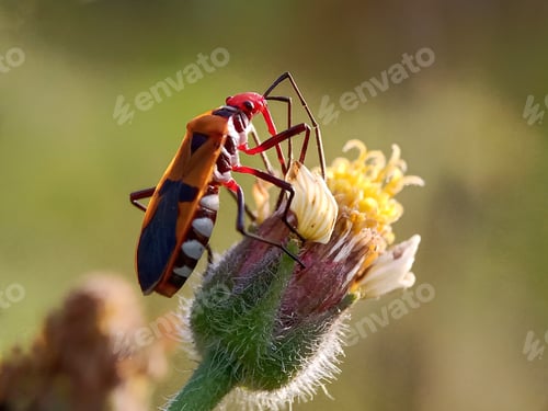 Preview: Insect