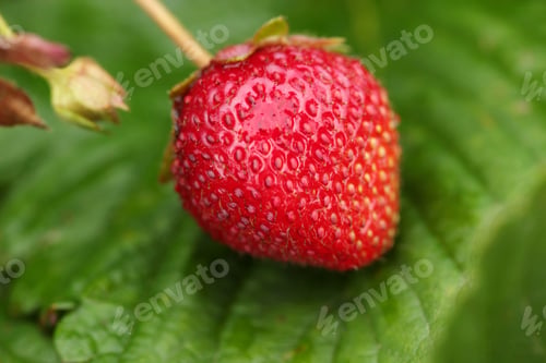 Preview: Strawberry