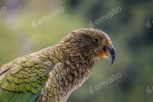 Preview: Closeup of Kea parrot in New Zealand on blur background