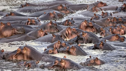 Preview: Large group of hippos in shallow water area with rocks in Serengeti, Tanzania