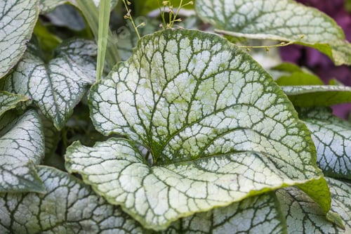 Preview: Brunnera patterned leaves