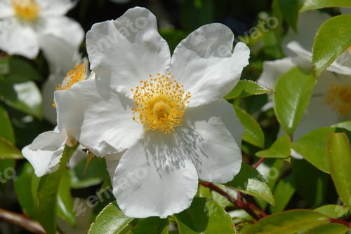 Preview: R. laevigata Cooperi