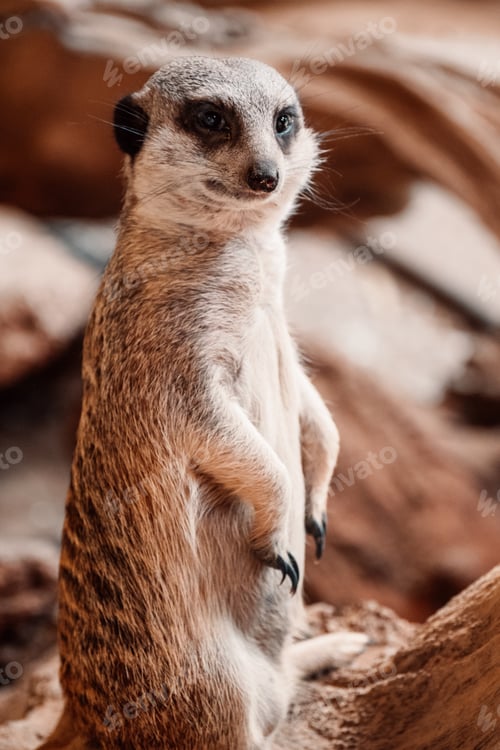 Preview: An observant meerkat stands upright, ever the watchful sentinel in its natural habitat.