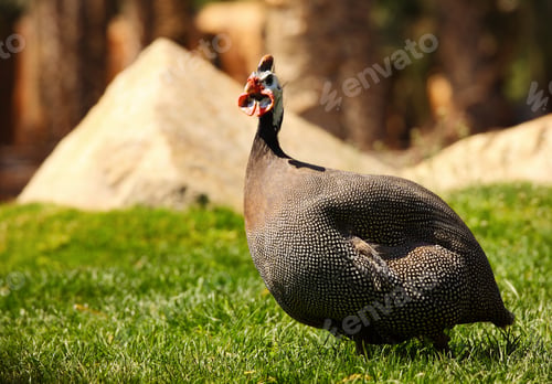 Preview: Bird on grass