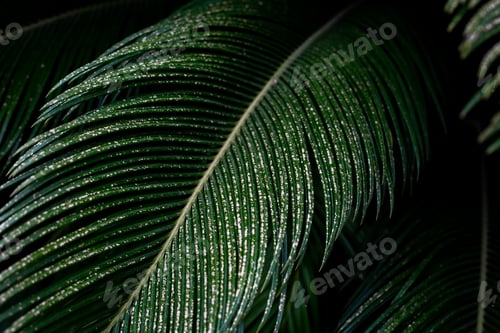 Preview: Green natural background of palm leaves