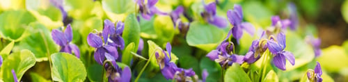 Preview: Beautiful Flowers Viola Odorata. Flowering Blooming Plant In Viola Family. Native To Europe And Asia