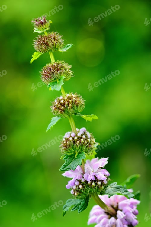 Preview: Flowers of Phlomoides tuberosa (Phlomis tuberosa)