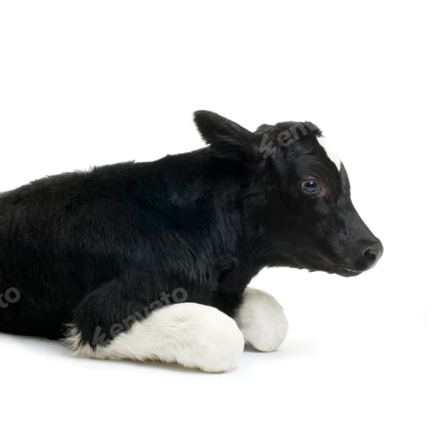 Preview: Calf