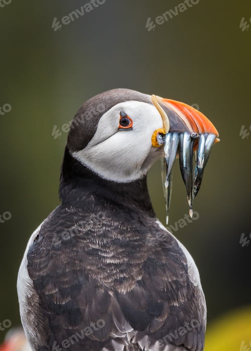 Preview: Atlantic puffin with sandeels