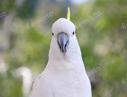 Preview: The white cockatoo is an Australian parrot species belonging to the Cacatuidae family
