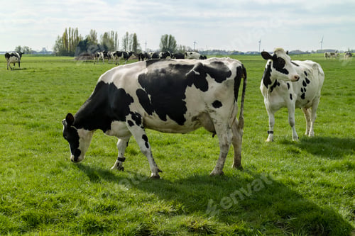 Preview: Cows in the meadow