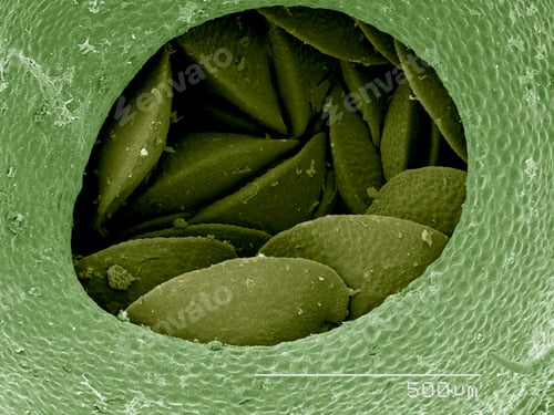 Preview: Gemma cup of Liverwort SEM