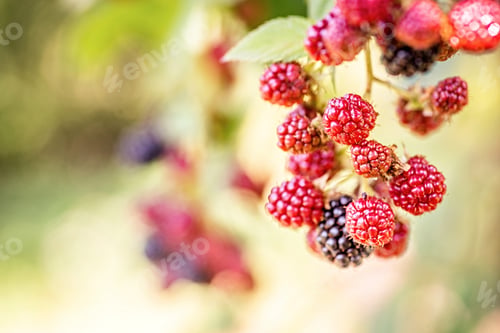 Preview: Ripe raspberries for autumn harvest. Nature zoomed in