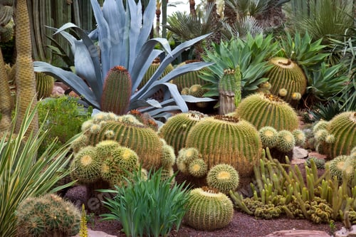 Preview: Cactus in the Botanical Gardens of El Huerto del Cura in Elche near Alacante in Spain.