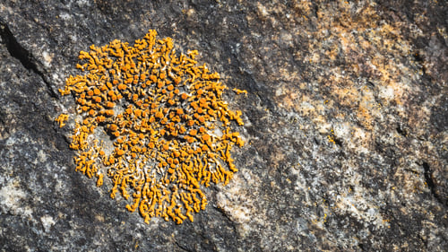 Preview: Closeup of orange fungus growing on a rock