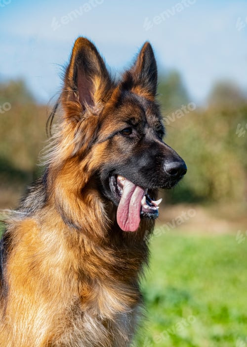 Preview: german shepherd in nature