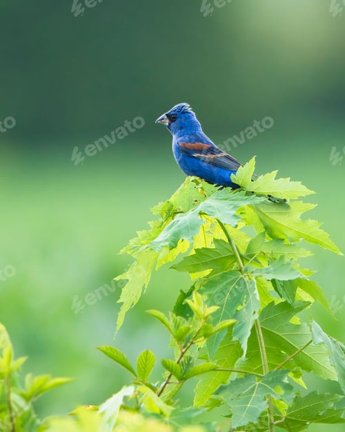 Vista previa: Vibrant Male Blue Grosbeak in Dover, Tennessee