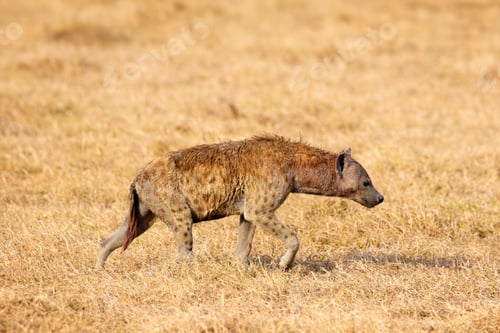 Preview: Spotted Hyena Roaming in Tanzanian Savannah on Safari