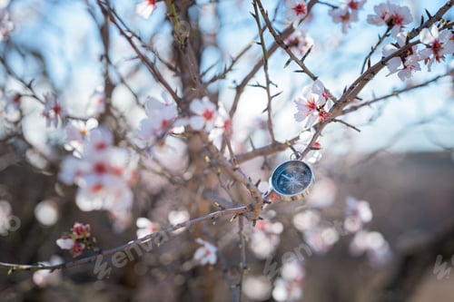 Preview: Compass in a spring scene among blossoming almond trees