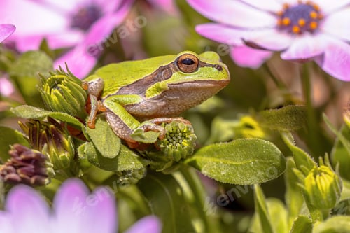 Preview: European tree frog climbing on plant
