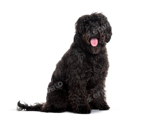 Preview: Black labradoodle sitting and panting with tongue out on white background