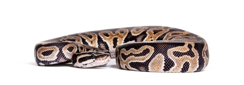 Preview: Python regius, against white background