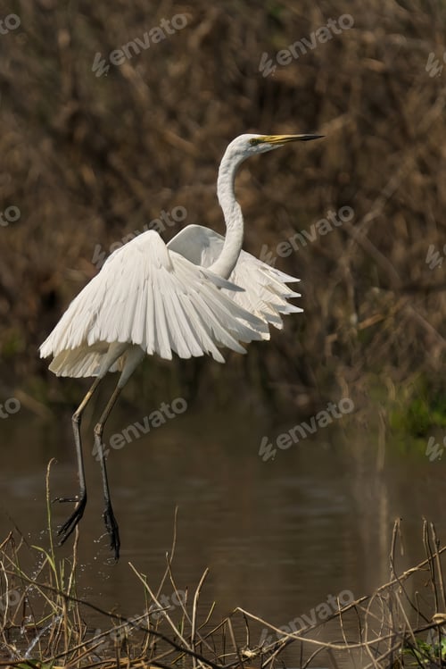 Preview: Great egret stands perched on a sun-dappled tree branch overlooking a tranquil pond