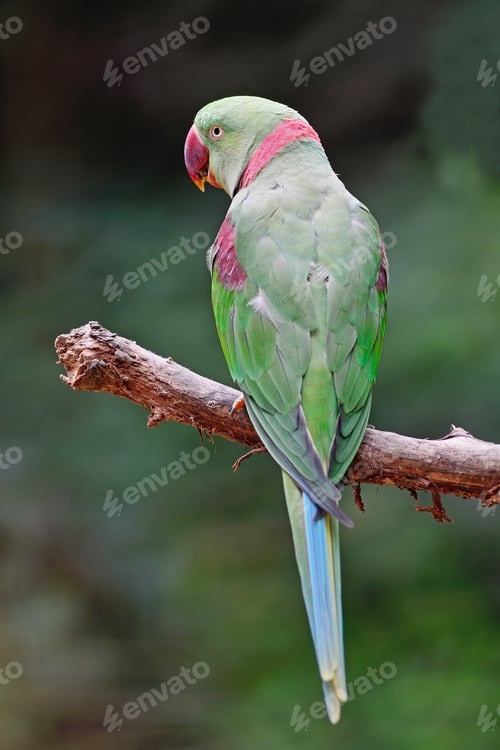 Preview: male Alexandrine Parakeet