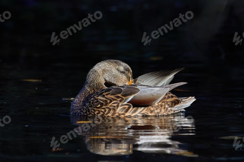 Preview: Reflecting Duck2