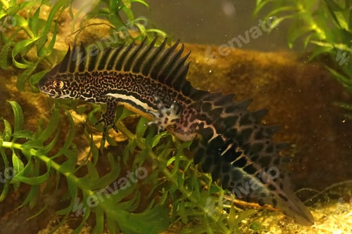 Preview: Closeup shot of an aquatic northern banded newt