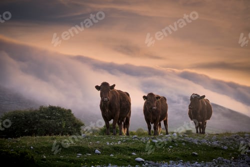 Preview: Cows, floating mist at sunset in background, Fanore, Clare, Ireland