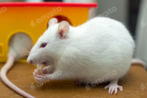 Preview: White funny domestic pet rat and a toy house