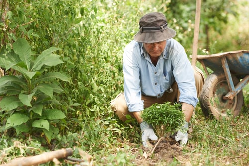 Preview: Gardening man